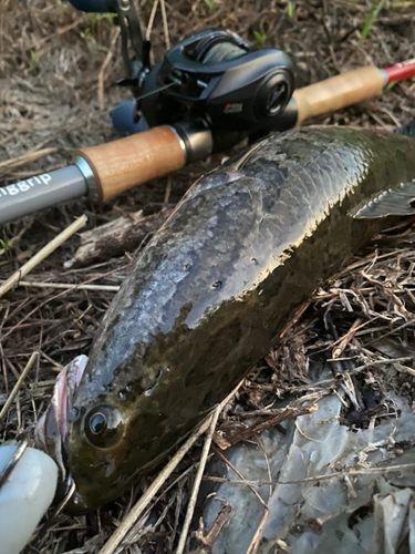 ライギョの釣果