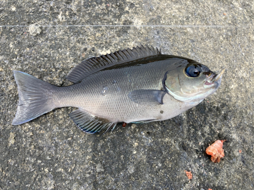 メジナの釣果