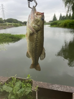 ラージマウスバスの釣果