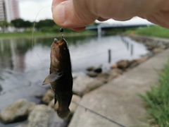 ハゼの釣果