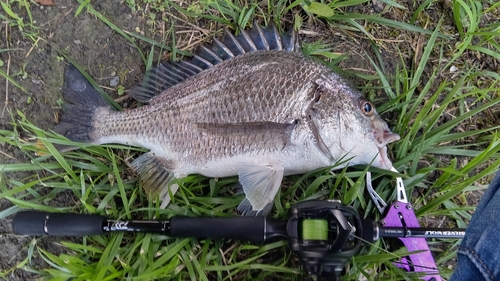 キビレの釣果