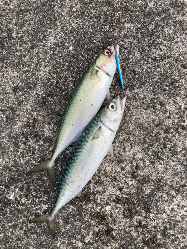 サバの釣果