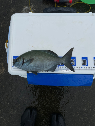 イスズミの釣果