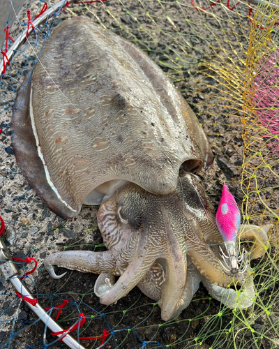 カミナリイカの釣果