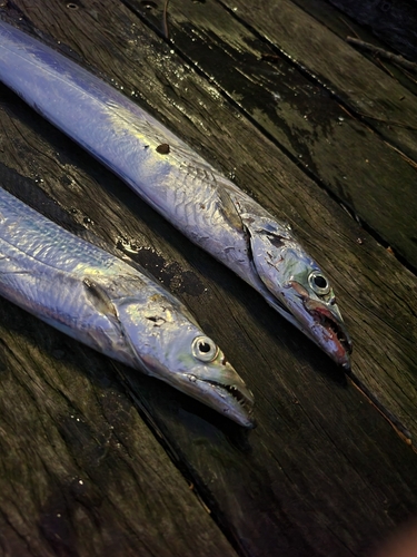 タチウオの釣果