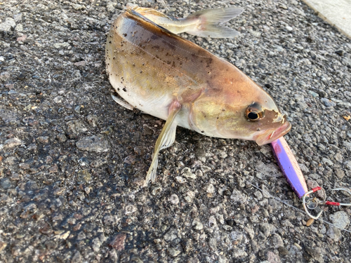 ホッケの釣果