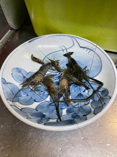 テナガエビの釣果