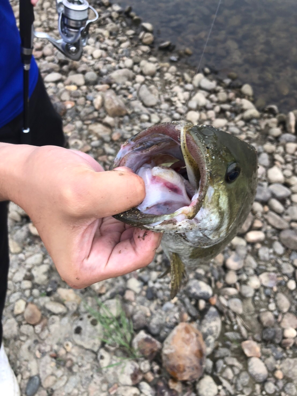 スモールマウスバス