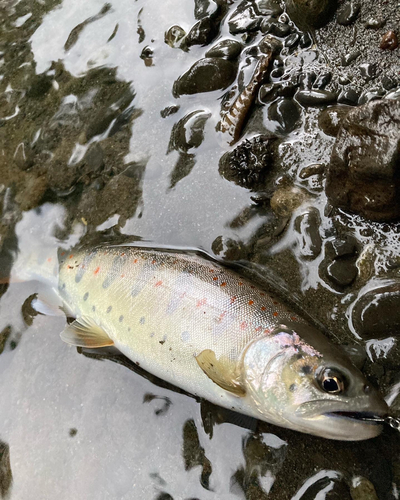 アマゴの釣果