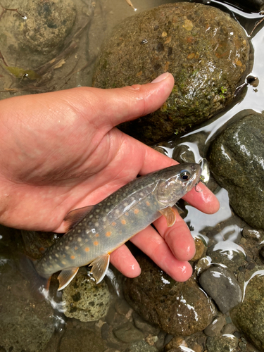 イワナの釣果