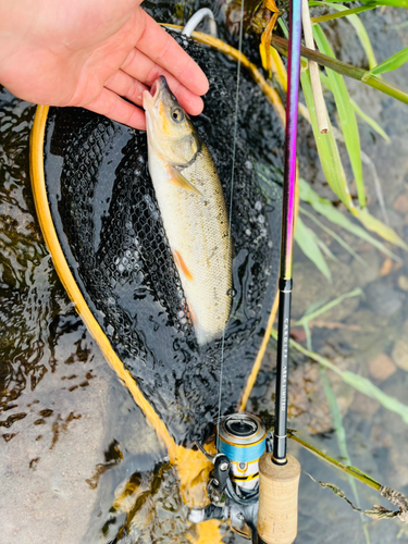 エゾウグイの釣果