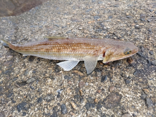 キスの釣果