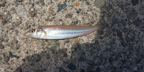 キスの釣果