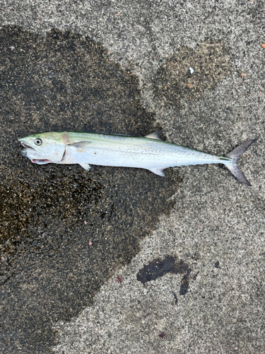 サゴシの釣果