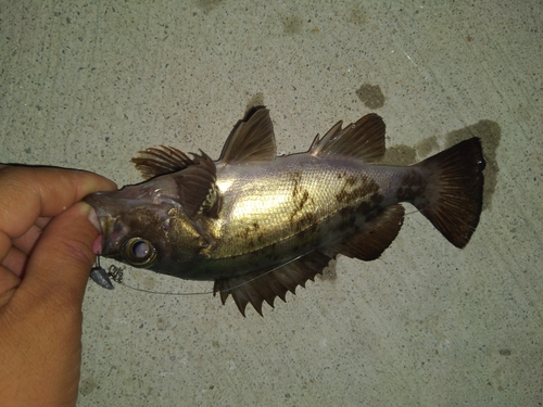 クロメバルの釣果