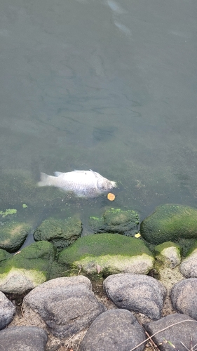 フナの釣果