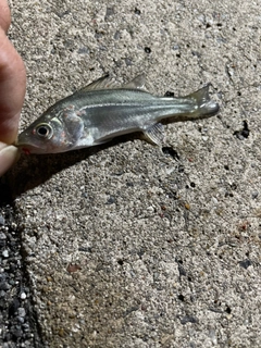 セイゴ（タイリクスズキ）の釣果