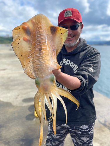 アオリイカの釣果