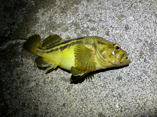 シマソイの釣果