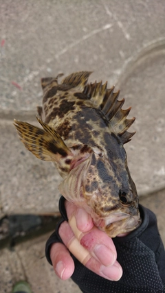 タケノコメバルの釣果