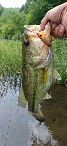 ラージマウスバスの釣果