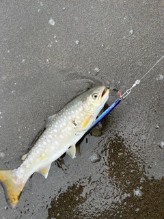 ウミアメの釣果