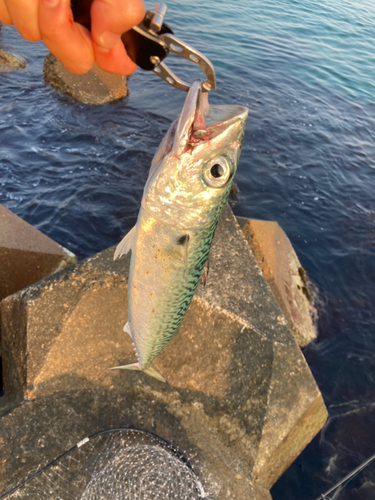 サバの釣果