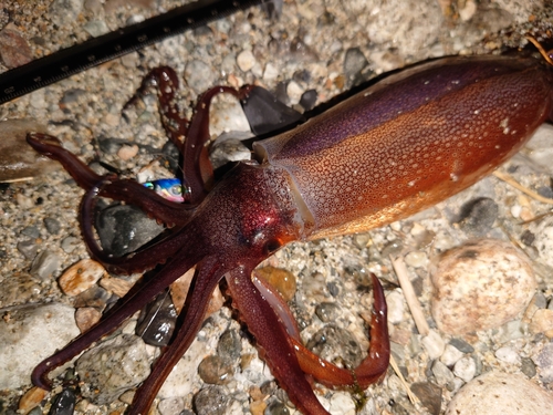 スルメイカの釣果