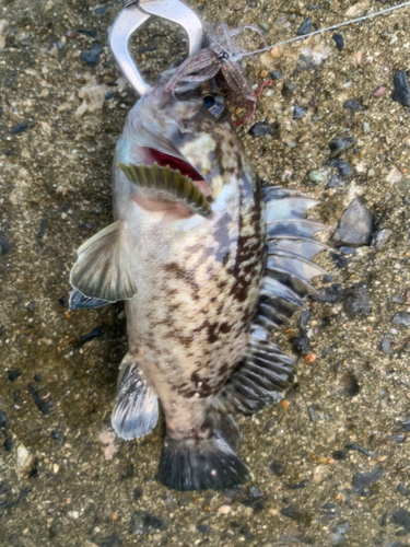 クロソイの釣果