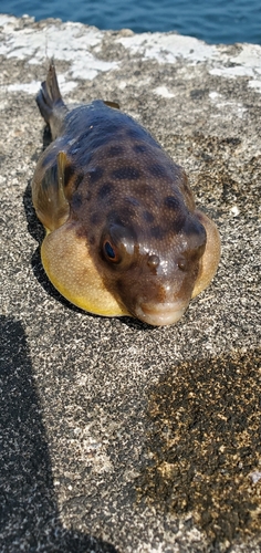 コノシロの釣果