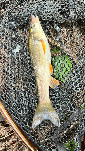 ウグイの釣果