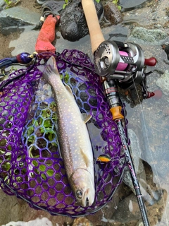 ニッコウイワナの釣果