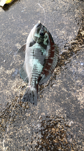 メジナの釣果