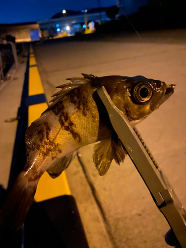 メバルの釣果