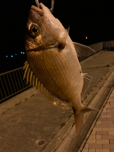 釣果