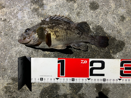 クロソイの釣果