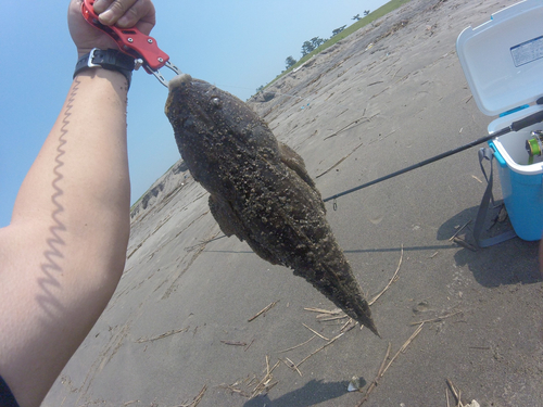 マゴチの釣果