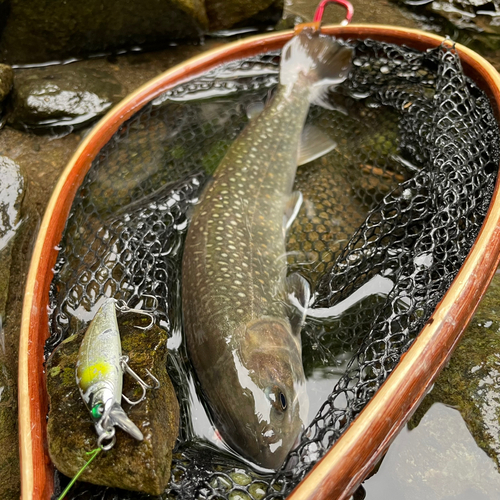 イワナの釣果