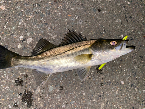 シーバスの釣果