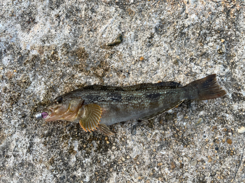 アイナメの釣果