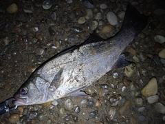 ヒラスズキの釣果