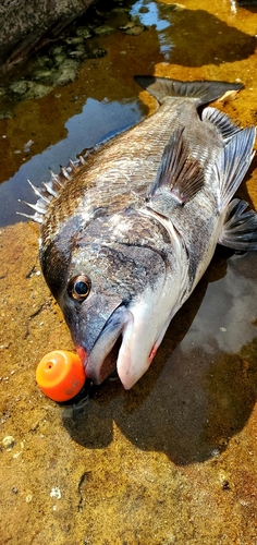 チヌの釣果