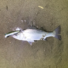 セイゴ（ヒラスズキ）の釣果