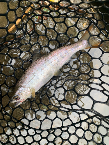 アマゴの釣果