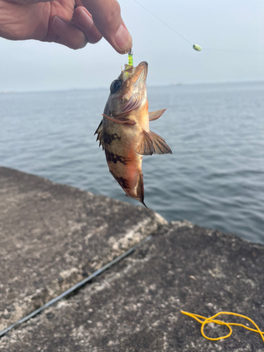 メバルの釣果