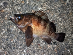 メバルの釣果