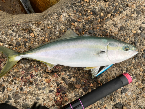 イナダの釣果