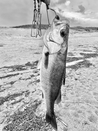 スズキの釣果