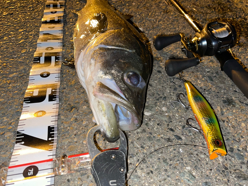 シーバスの釣果