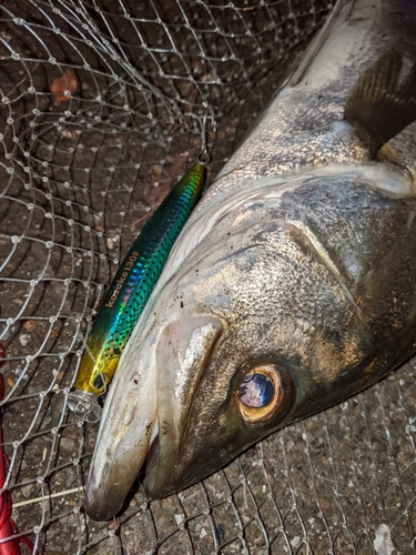 マルスズキの釣果